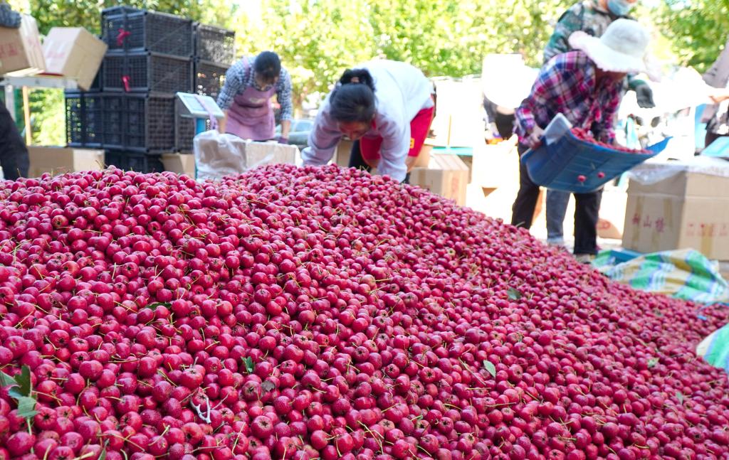 山東新泰：金秋時(shí)節山楂紅