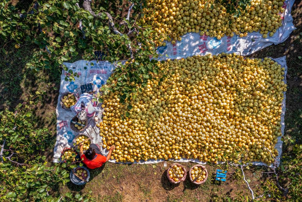 &ldquo;飛閱&rdquo;秋收&ldquo;好豐景&rdquo; | 萬(wàn)畝梨園&ldquo;品秋&rdquo;
