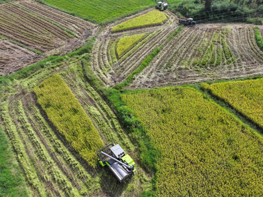 湖南瀏陽(yáng)：金秋時(shí)節稻飄香