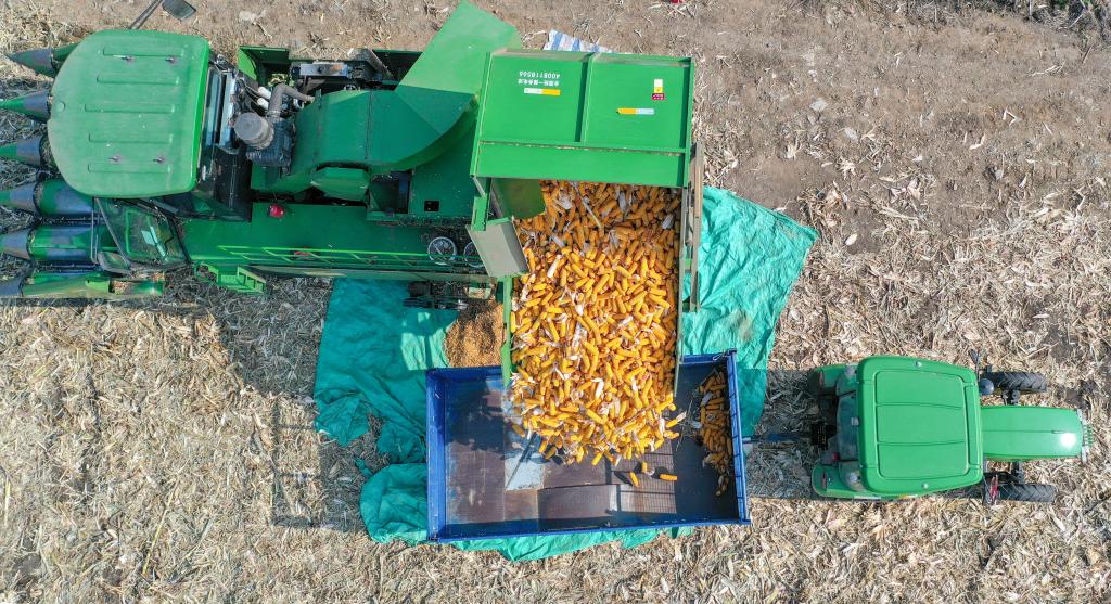 新華全媒+｜吉林：機械化作業(yè)為秋收按下&ldquo;快進(jìn)鍵&rdquo;