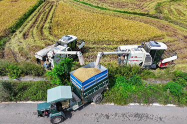 長(cháng)沙：金秋稻田喜收獲