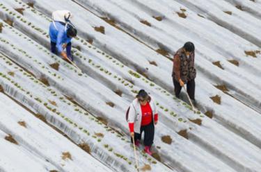 大地上的勞動(dòng)&ldquo;交響曲&rdquo;