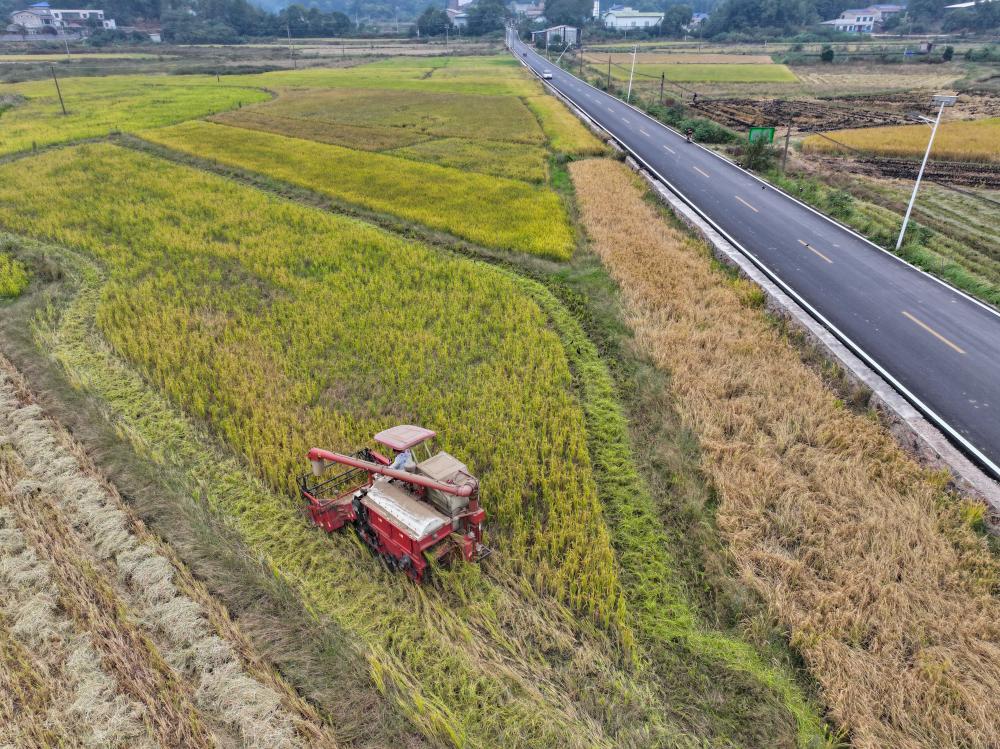 湖南湘潭：&ldquo;稻油輪作&rdquo;促增收