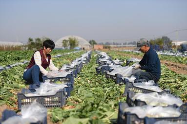 鄉村行&middot;看振興丨河北辛集：產(chǎn)業(yè)興旺繪就鄉村振興新圖景