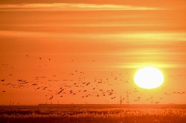 吉林鎮賚：生態(tài)向好 候鳥(niǎo)群集