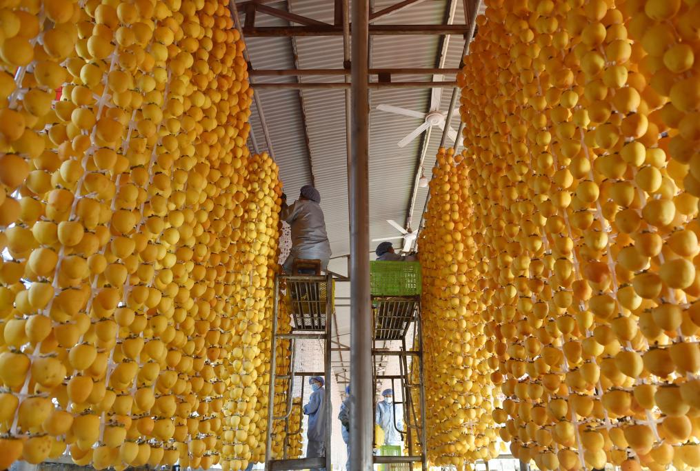 滿(mǎn)園豐收果 鄉村&ldquo;柿業(yè)&rdquo;旺