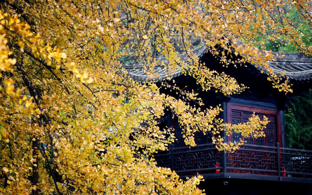 西安：古剎千年銀杏&ldquo;披金甲&rdquo;