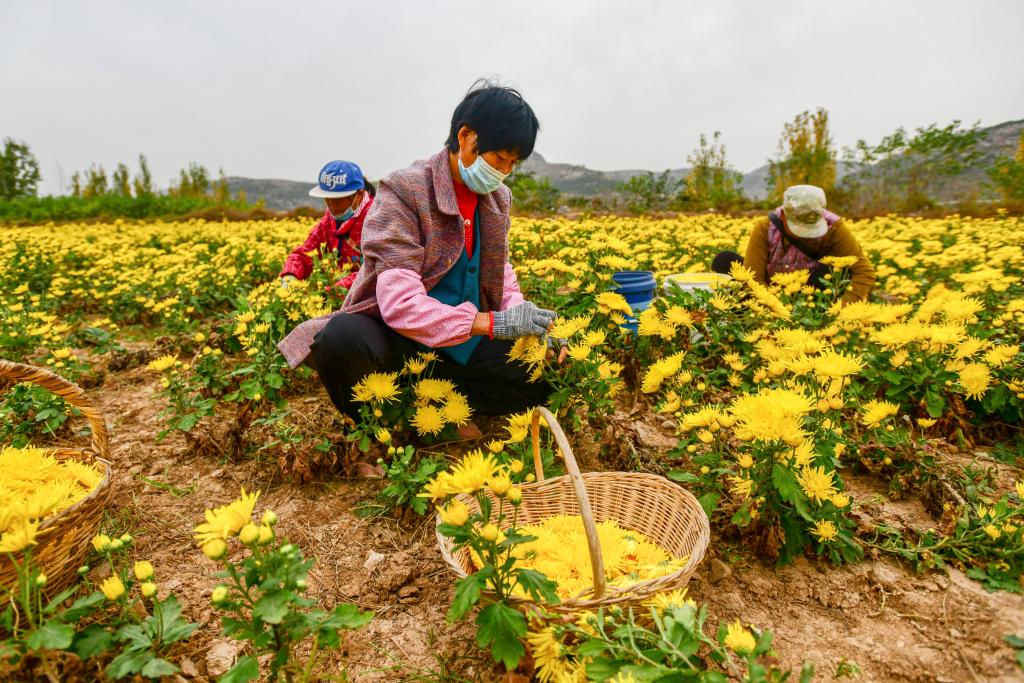 山東濟南：荒山里育出&ldquo;百草園&rdquo;