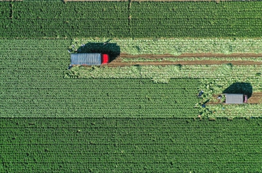 河北玉田：&ldquo;中國大白菜之鄉&rdquo;收獲忙