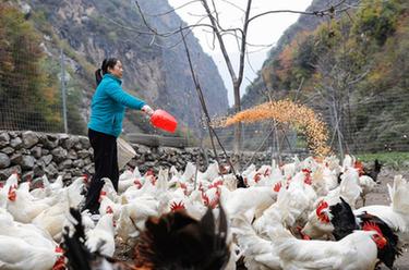 鄉村行&middot;看振興丨甘肅舟曲：山貨走俏助力鄉村振興