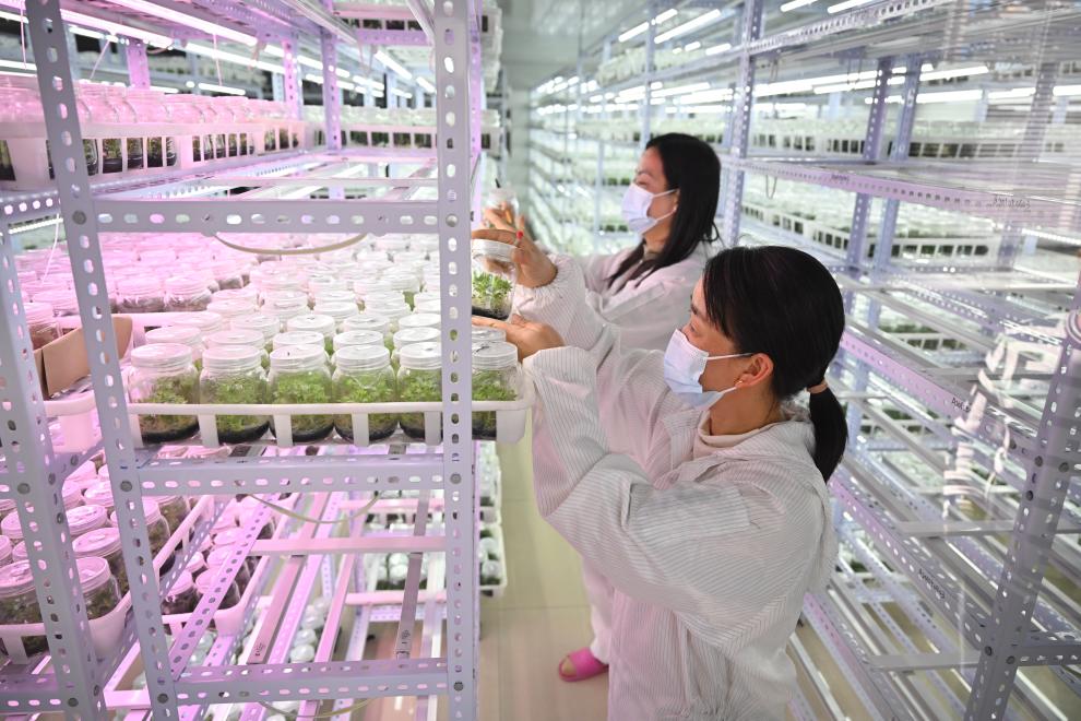 新華全媒+丨福建周寧：高山&ldquo;涼氣候&rdquo;催生花卉&ldquo;熱產(chǎn)業(yè)&rdquo;