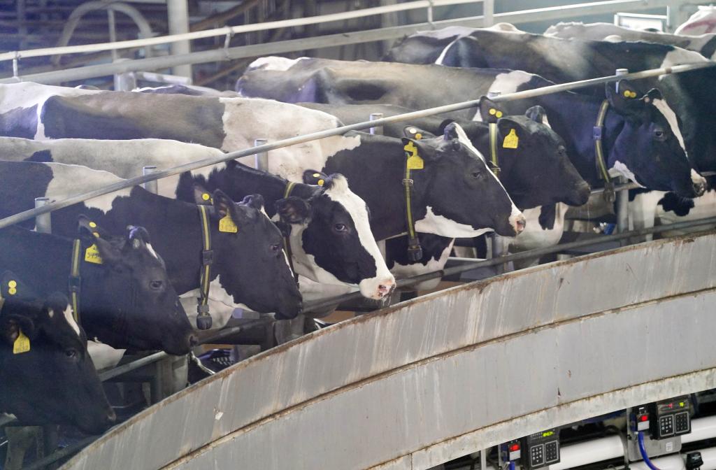 河北威縣：乳業(yè)助力鄉村振興