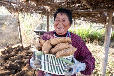 鄉村行&middot;看振興｜大別山麓藥材種植富鄉村