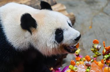 ?？冢簯c祝&ldquo;熊貓兄弟&rdquo;登島五周年