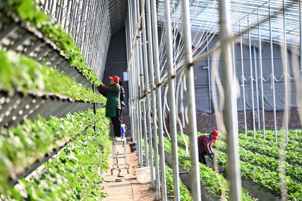 河北白溝：休閑采摘助農增收