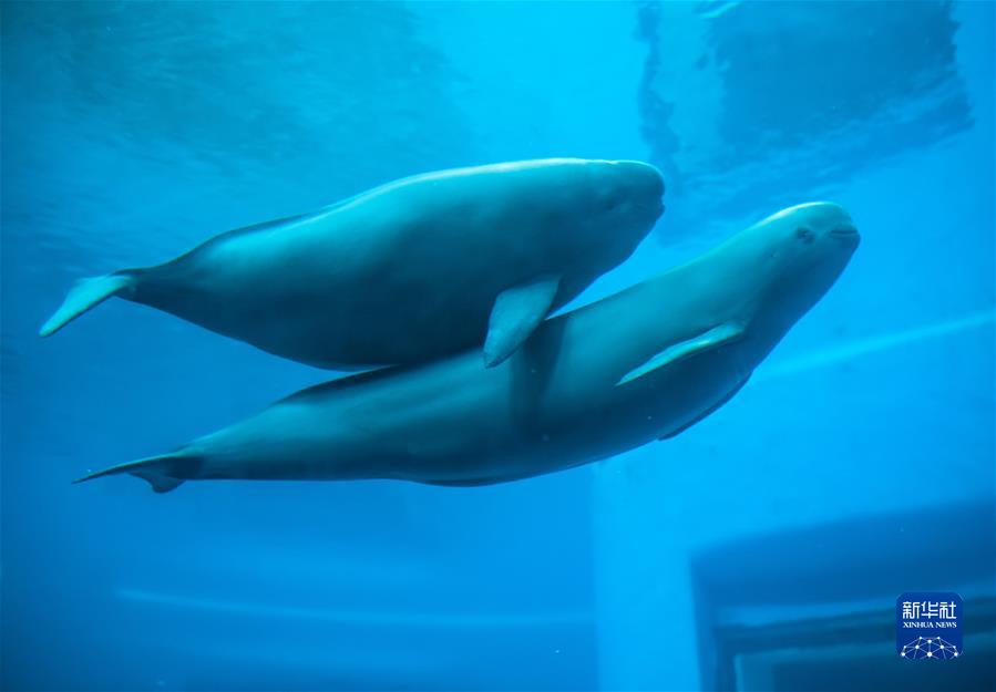 （新華全媒頭條&middot;圖文互動(dòng)）（2）生態(tài)美、產(chǎn)業(yè)興、文化昌&mdash;&mdash;長(cháng)江經(jīng)濟帶生態(tài)優(yōu)先、綠色發(fā)展見(jiàn)聞