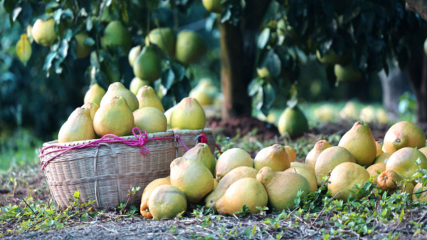 時(shí)政鏡距離丨一顆柚子里的農業(yè)現代化