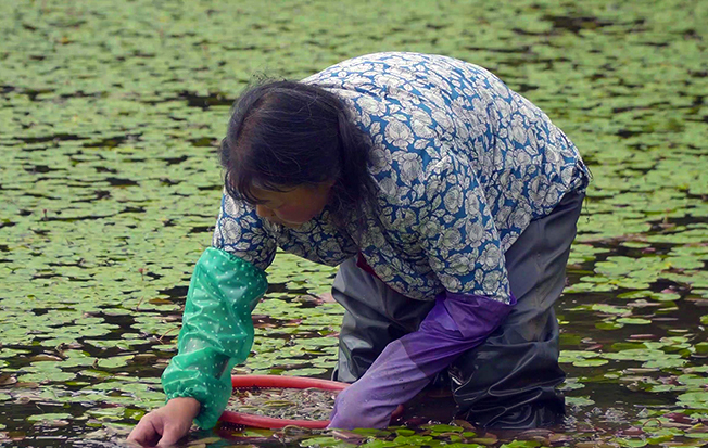 石柱莼菜：人間至味，更是&ldquo;脫貧金苗&rdquo;