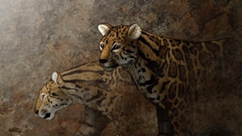 遠古發(fā)現丨追虎尋源之一：虎從何來(lái)？