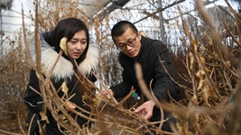 虎年春節，《山海情》出續集了？