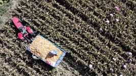 一粒雜交玉米種子背后的&ldquo;突破&rdquo;