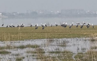 &ldquo;鶴湖&rdquo;復綠記