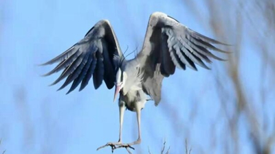 10年，18萬(wàn)公里路，50萬(wàn)張照片 &ldquo;追鳥(niǎo)人&rdquo;用鏡頭定格人鳥(niǎo)和諧