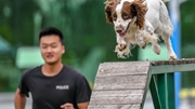 警犬&ldquo;汪汪隊&rdquo;：搬新家 訓練忙
