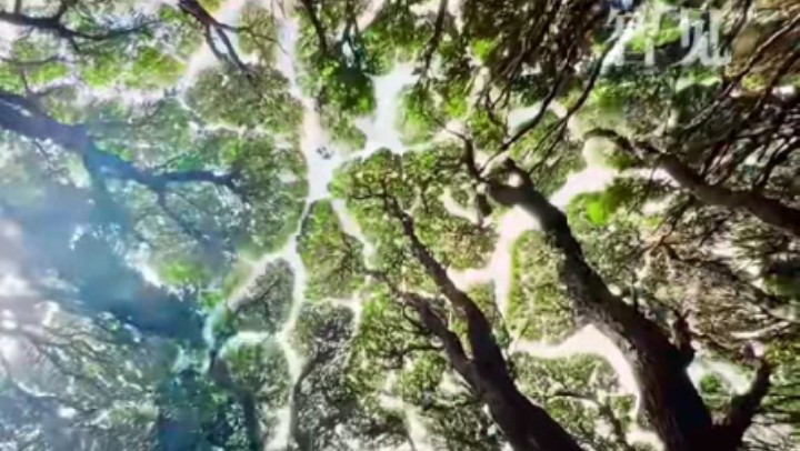 樹(shù)木為何會(huì )相互“禮讓”？