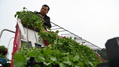 冬閑田里農事忙&mdash;&mdash;來(lái)自長(cháng)江流域部分省份油菜耕種現場(chǎng)的報告