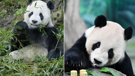 大熊貓&ldquo;團團&rdquo;，感謝你帶給兩岸同胞的美好回憶！