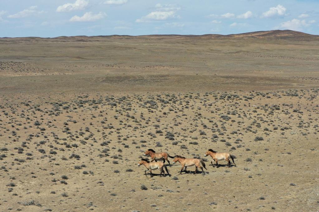 &ldquo;走吧，你要學(xué)著(zhù)自己長(cháng)大&rdquo;&mdash;&mdash;瀕危野馬重返荒野20年