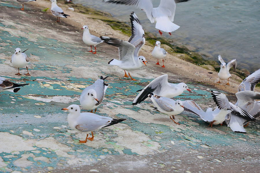 初冬時(shí)節 重慶再遇紅嘴鷗