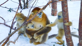 &ldquo;喊一嗓子，它們就會(huì )拖家帶口地出來(lái)&rdquo;