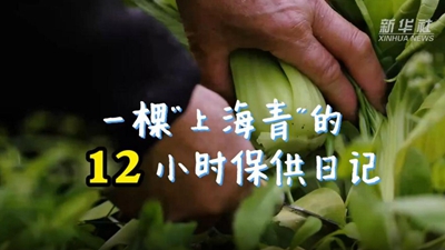 一棵&ldquo;上海青&rdquo;的12小時(shí)保供日記