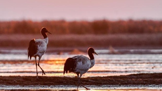 晴空一鶴排云上&mdash;&mdash;&ldquo;鳥(niǎo)中大熊貓&rdquo;黑頸鶴的守護故事