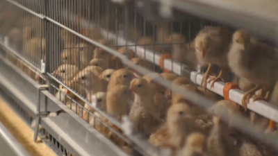 西藏山南：藏雞產(chǎn)業(yè)助力鄉村振興