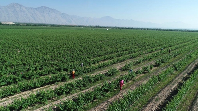 寧夏葡萄酒產(chǎn)業(yè)逐&ldquo;綠&rdquo;前行