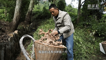 重慶石柱：山鄉特色多 產(chǎn)業(yè)開(kāi)新路