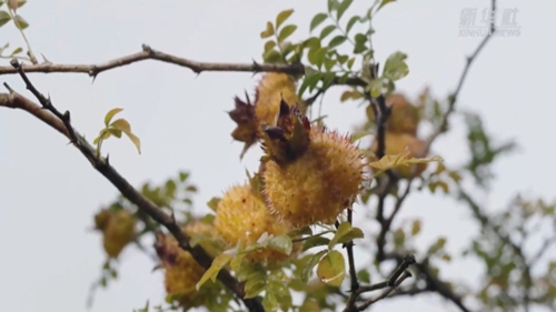 出新績(jì)：刺梨產(chǎn)業(yè)助貴州生態(tài)經(jīng)濟雙&ldquo;豐收&rdquo;