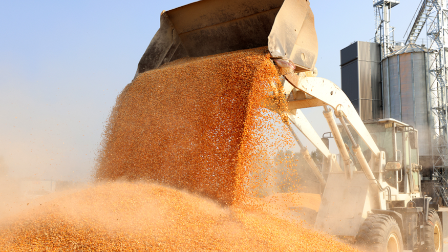 端穩&ldquo;中國飯碗&rdquo; 我國糧食產(chǎn)后節約減損有力推進(jìn)