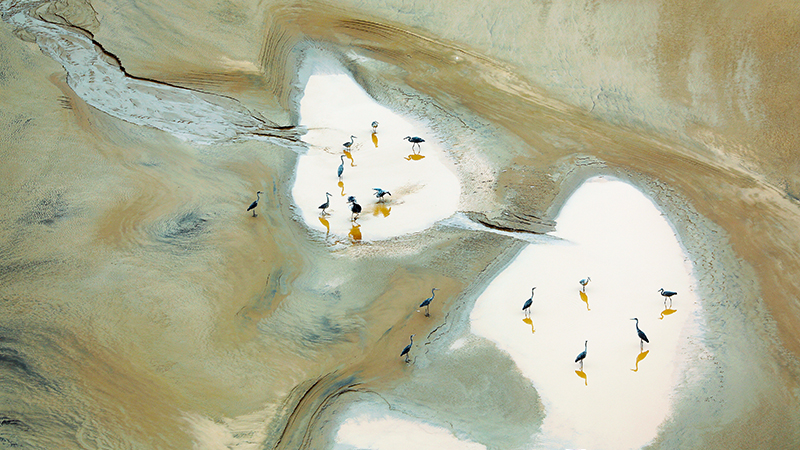 黃河岸邊，蒼鷺起舞