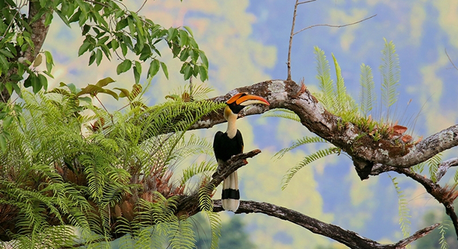 云南的自然保護地里 生活著(zhù)哪些旗艦物種？