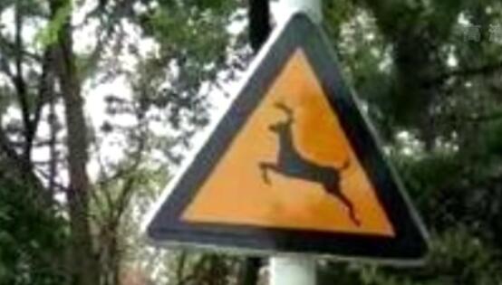 遼寧大連：梅花鹿現身鬧市區 熱心市民主動(dòng)讓路