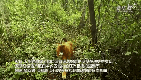 珍貴畫(huà)面曝光！野生動(dòng)物頻頻&ldquo;上鏡&rdquo;