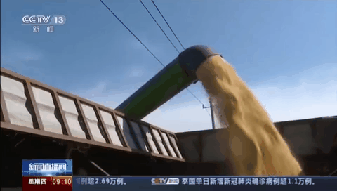 豐收節里看豐收：全國秋糧長(cháng)勢良好 陸續成熟