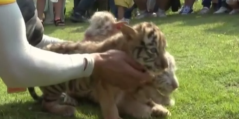 重慶：三胞胎虎寶寶國慶走出戶(hù)外首次與游人見(jiàn)面