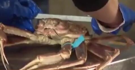 極品！日本一只&ldquo;輝&rdquo;蟹拍出500萬(wàn)日元