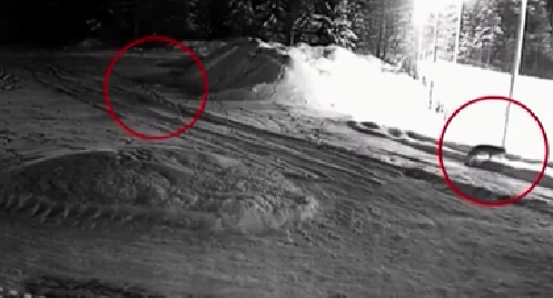 不安！狼群侵入俄羅斯村落覓食