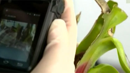 什么是外來(lái)物種？我國有多少外來(lái)入侵物種？